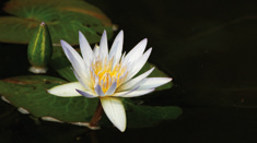 Vietnam – the Lotus blooms