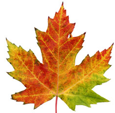 Translation industry Canada: Partnering to increase global competitiveness